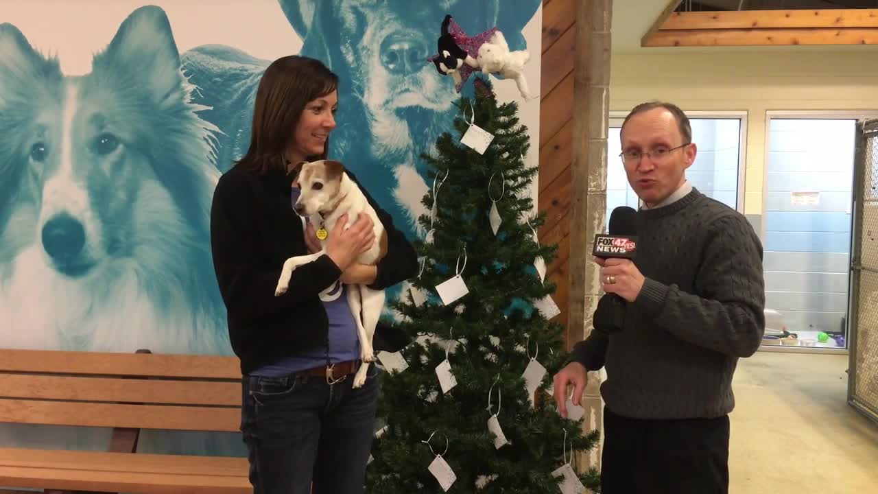 FOX 47 Furry Friends: Adopting an Older Pet & CAHS Giving Tree