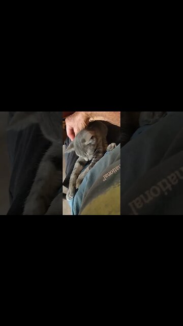 Wilbur is sleeping on my lap with his back feet sticking out # #cats #kittens #cutecats