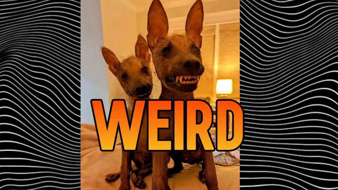 Looking At Weird Things On The Internet