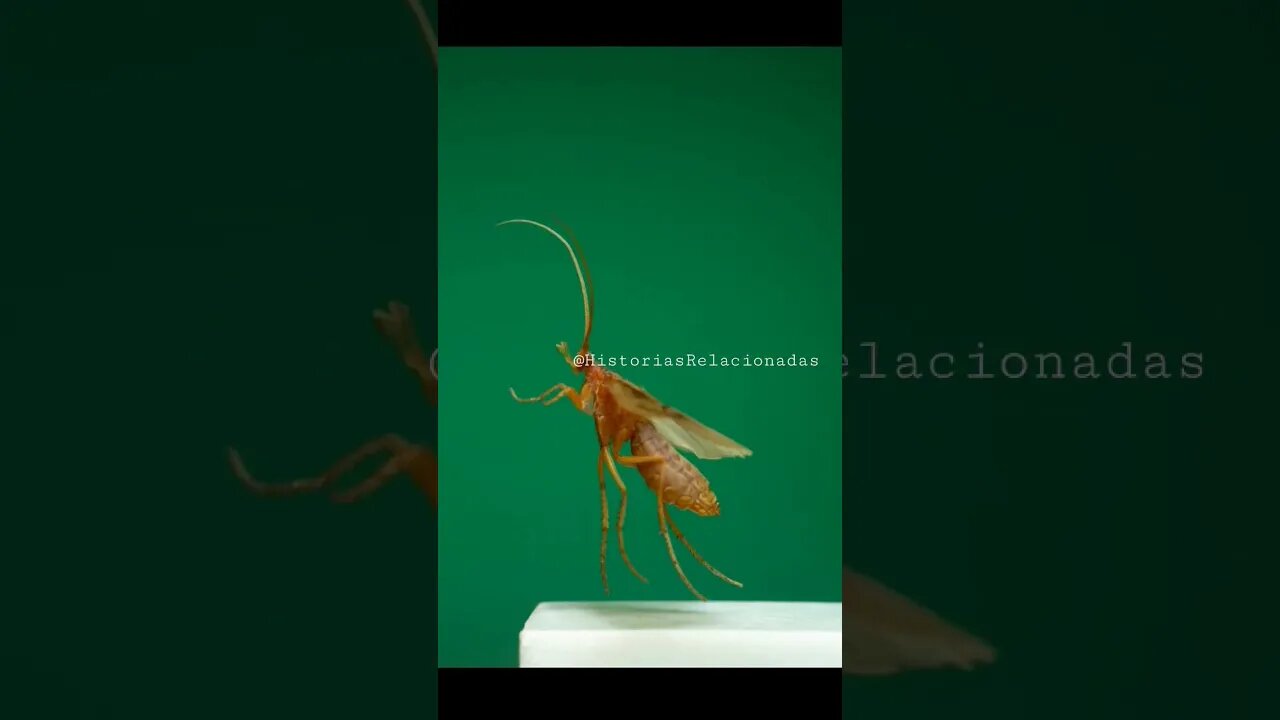 Borboleta levantando vôo