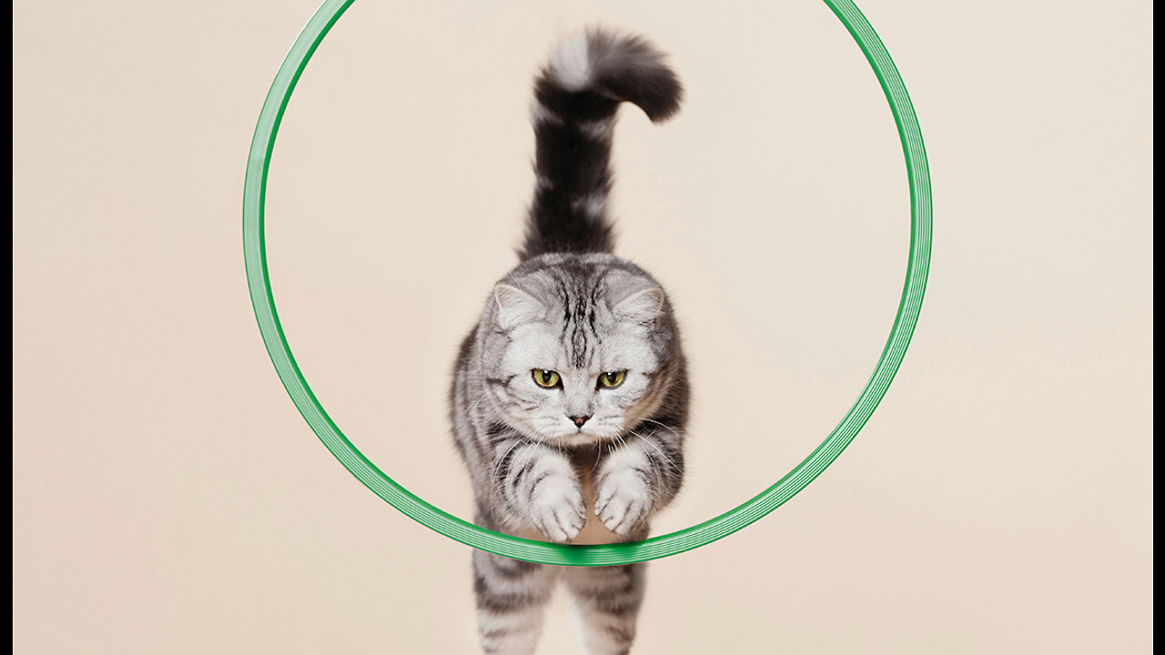 Basic Cat Training Tips