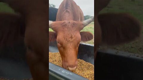 Cow eating time! #cow #cows #cattle #cattlefarm #shorts