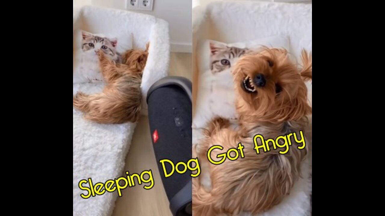 Sleeping Dog Got Angry