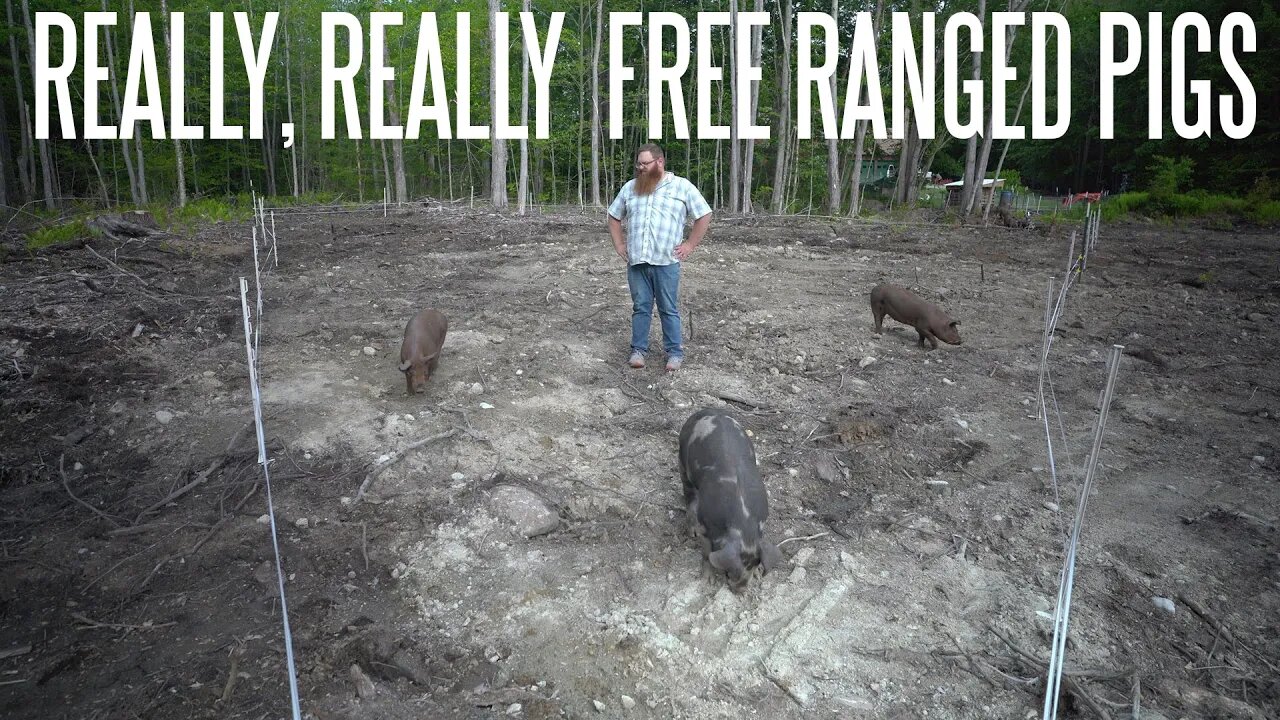 You Don't Need A Fence To Raise Pigs