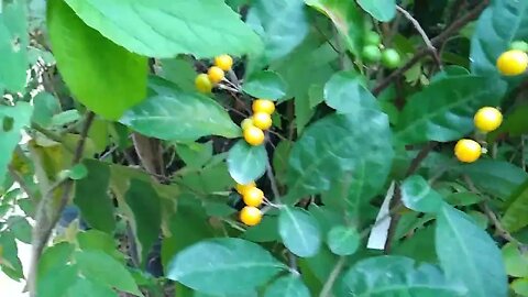 frutíferas produzindo em vaso sapoti frutinha leite pera jabuticaba limão laranja cajá cereja Joinvi