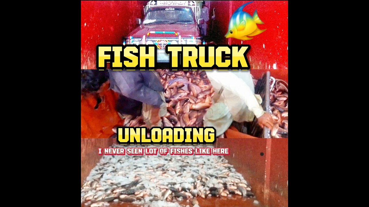 Fish Truck Unloading In Dealer Shop 🐠🥰