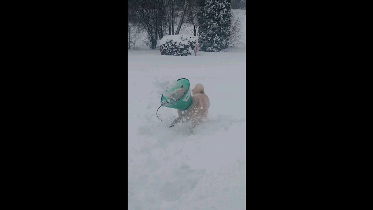 Shiba Inu Loves The Snow