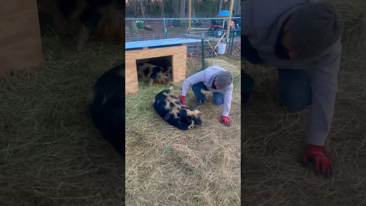 Carter lives for this😂🥰 #bellyrubs #kunekune #farmlife #fy #fyp #happyanimals #happy #homestead