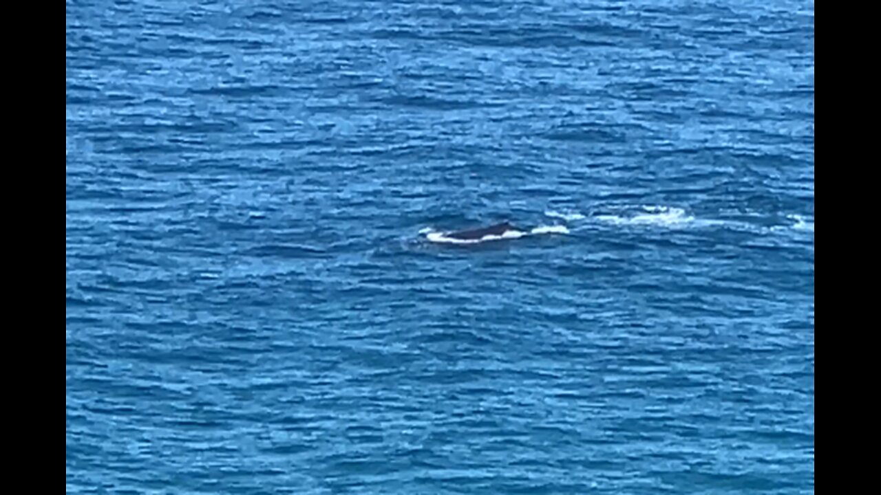 2024-06-26 Whale watching Cape Byron Lighthouse, NSW, Aus (1)