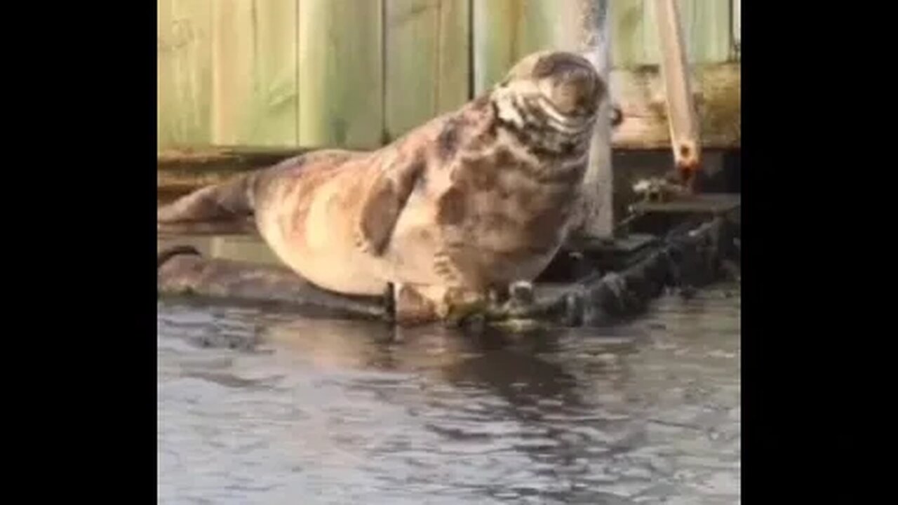Seal disturbance #seals #wildlife #animals #shorts #new #subscribe #shortsvideo #shortsfeed #video