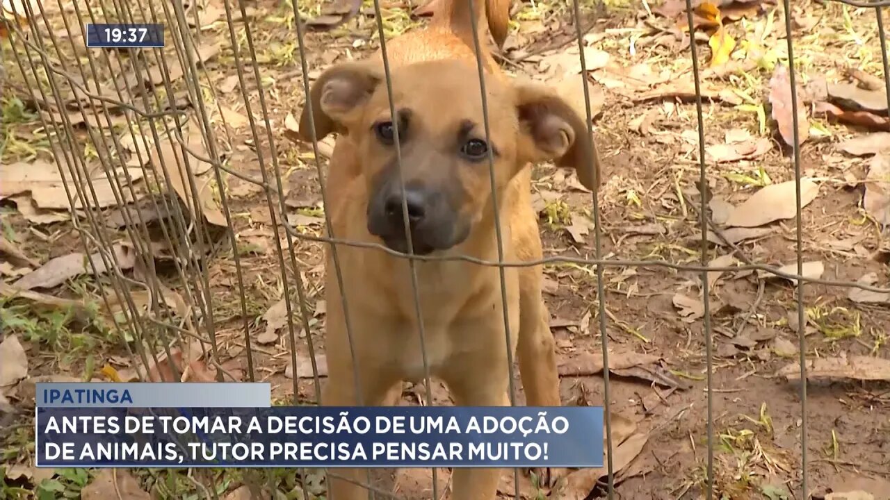 Ipatinga: Antes de Tomar a Decisão de uma Adoção de Animais, Tutor Precisa pensar Muito!