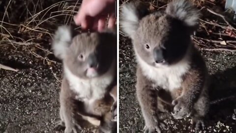 Encuentro a koala lejos de su casa a orillas de la carretera.