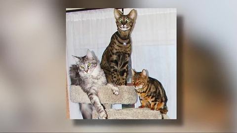 Search continues for record-breaking cats after metro Detroit house fire