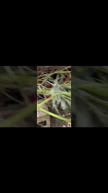 Louisiana Cajun Chicken Coop with bamboo