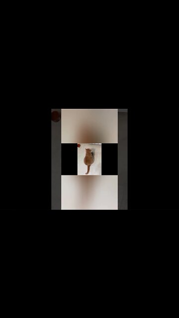 Cute And Funny Cats compilation video