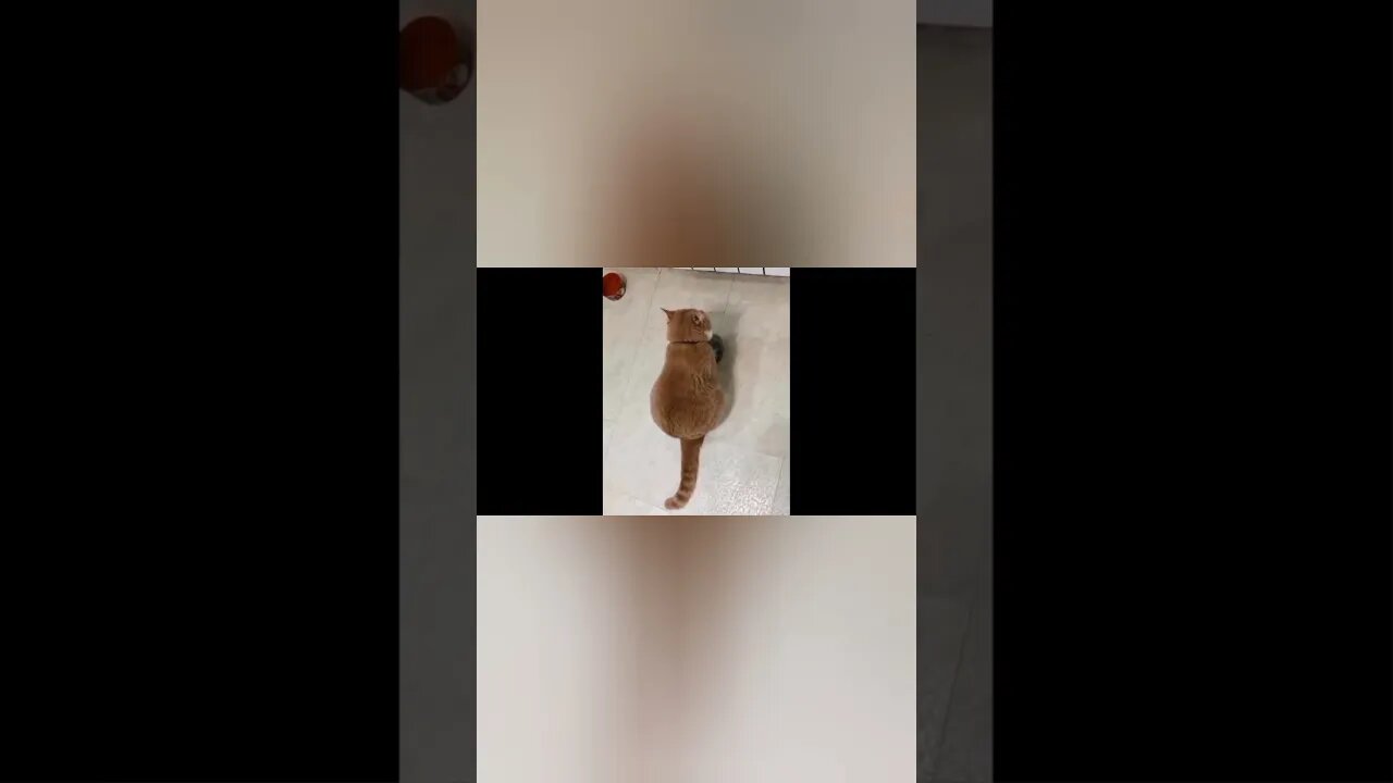 Cute And Funny Cats compilation video