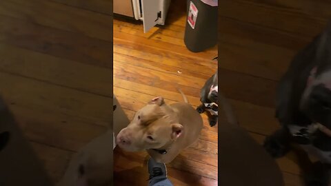 Should I give them some? #shorts #viral #cute #pitbull