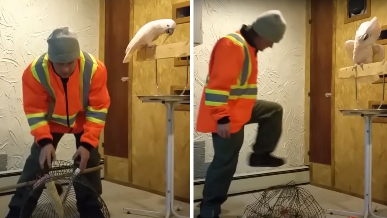 Parrot Mad and Arguing Angrily When Owner Smashes Its Cage