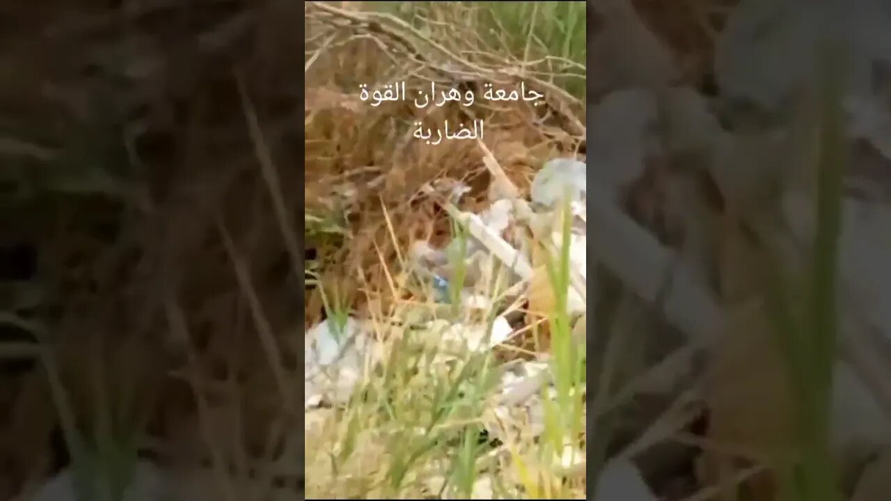 شاهد بالفيديو جامعة وهران الباهيه 🇩🇿 كما يلقبونها 😂😂😂