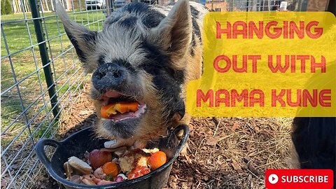 HANGING OUT WITH KUNEKUNE PIGS