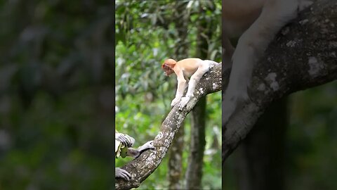 Proboscis Monkey and Baby #shorts #short