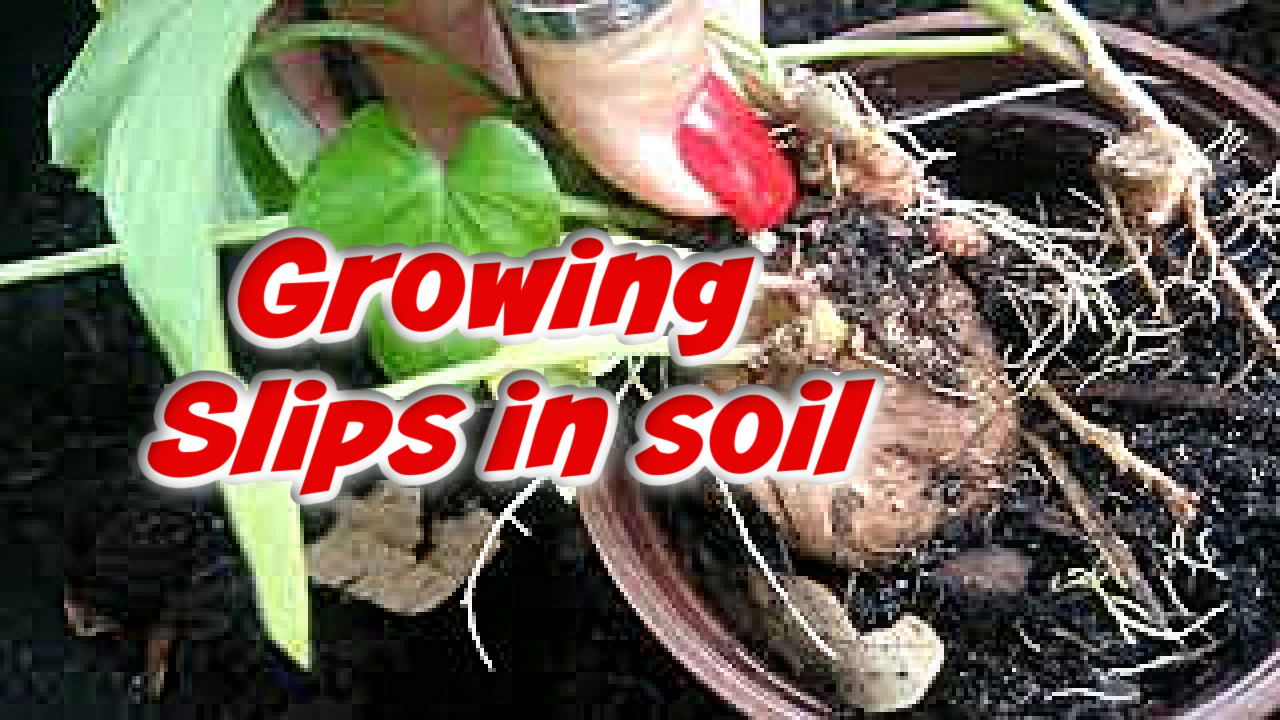 Growing and rooting sweet potato slips in the soil | NO rooting in water needed | VLOG