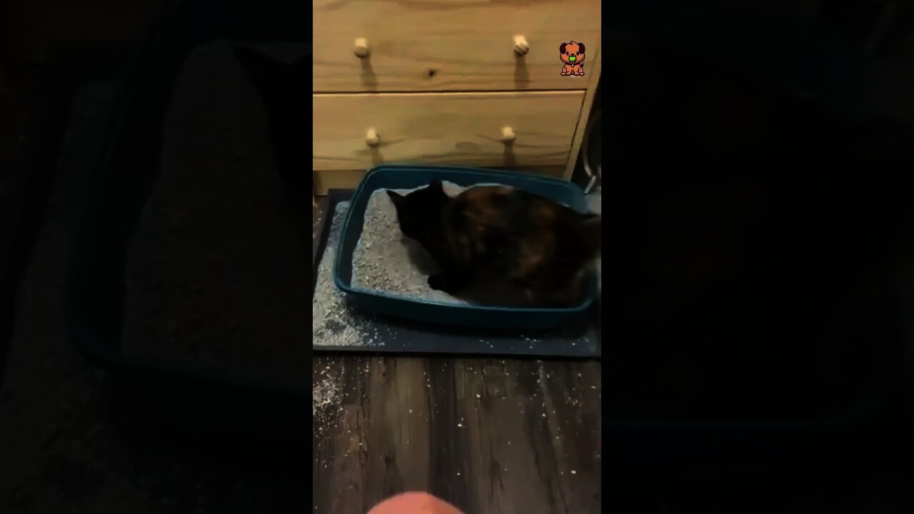 Does Your Cat Do This!?😂😹😂Try Not To Laugh - Best Cats | Funny Cats Life | Pet Lover's Zone #shorts
