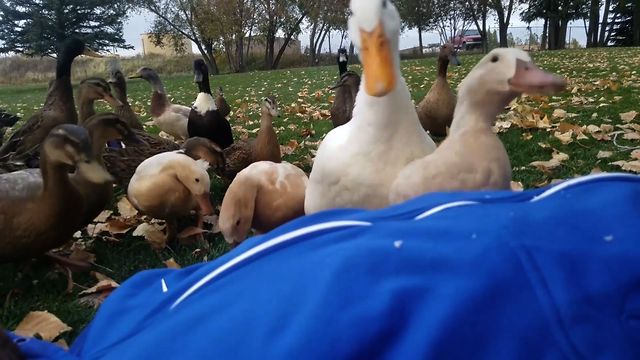 Don't Mess With Hungry Ducks