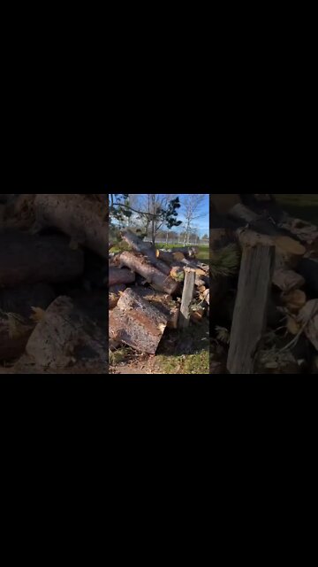 Cut up Trees after the Hurricane￼
