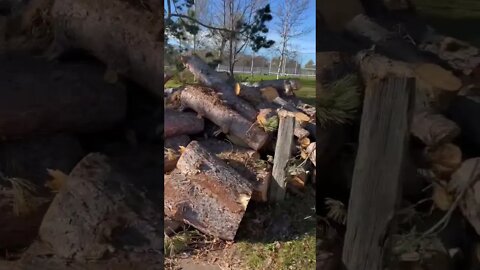 Cut up Trees after the Hurricane￼
