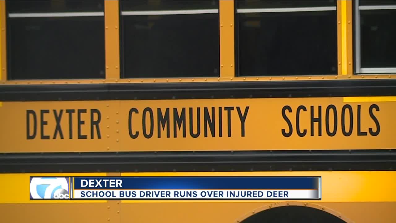 Dexter school bus driver runs over wounded deer to 'end its suffering' while students watched