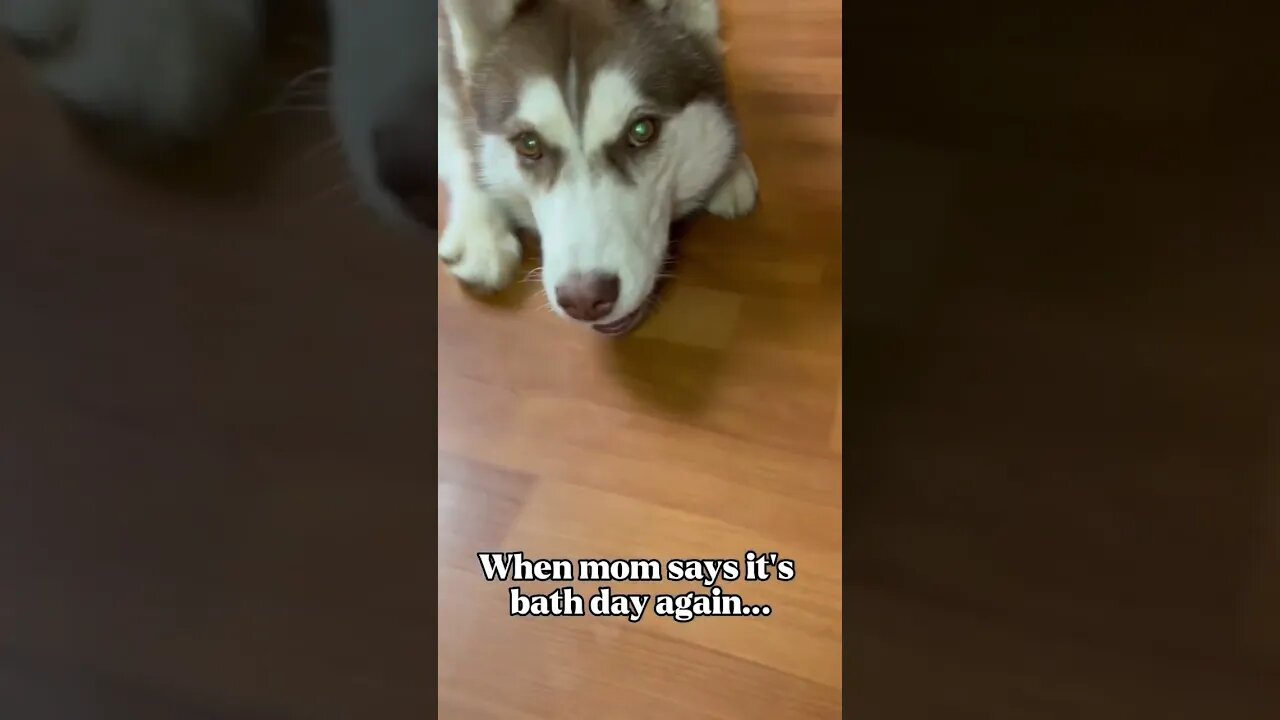 Husky’s least favorite day…