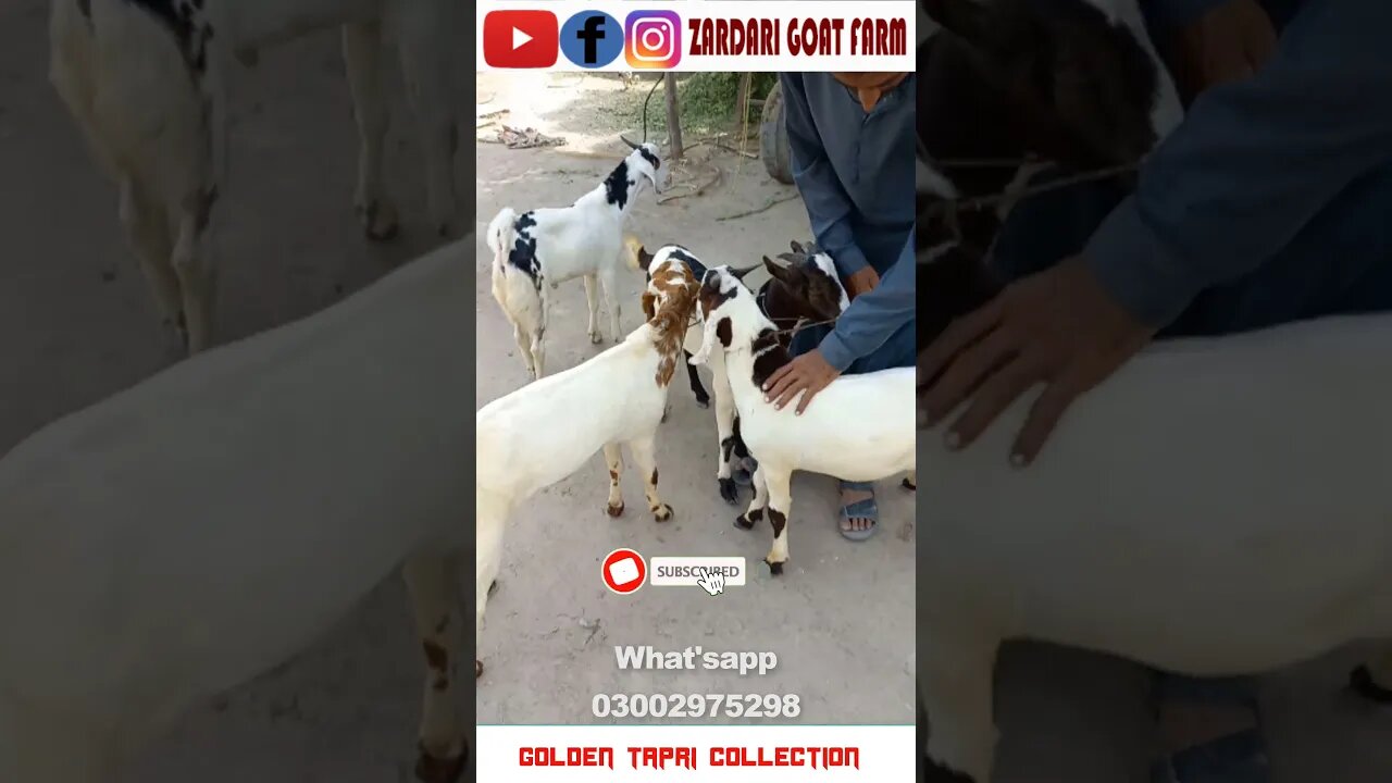 Aaj ka Behtrain Sauda || Daur Bakra Mandi || 17 Oct 2023 #goat #animal #goatfarming