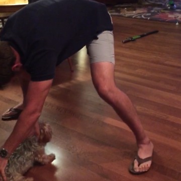 Yorkshire Terrier or Fidget Spinner?