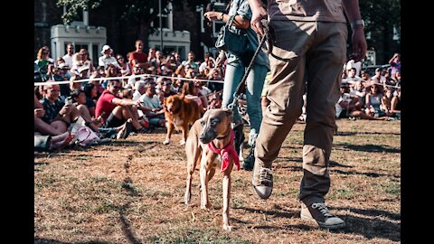 DOG TRAINING 101 FOR DOG SHOW - 10 Essential commands every dog should know