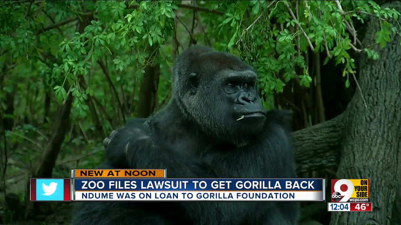 Cincinnati Zoo files lawsuit in effort to bring Ndume the gorilla back