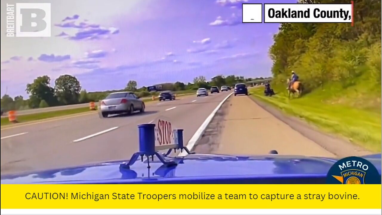 CAUTION! Michigan State Troopers mobilize a team to capture a stray bovine.