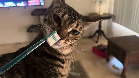 Lucy and a Toothbrush