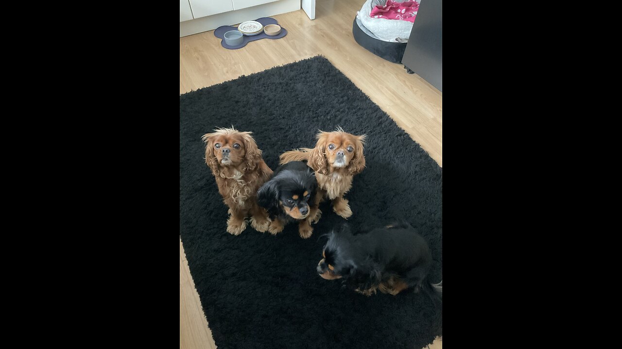 Cutie Cavaliers