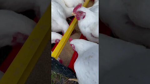 Chicken Feeding Time 🐔 #chickentractor #chicken #cornishcross