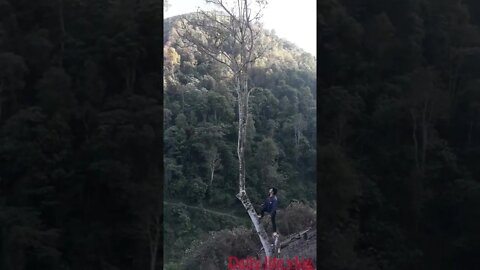 oh my god, he cut a big tree with a knife