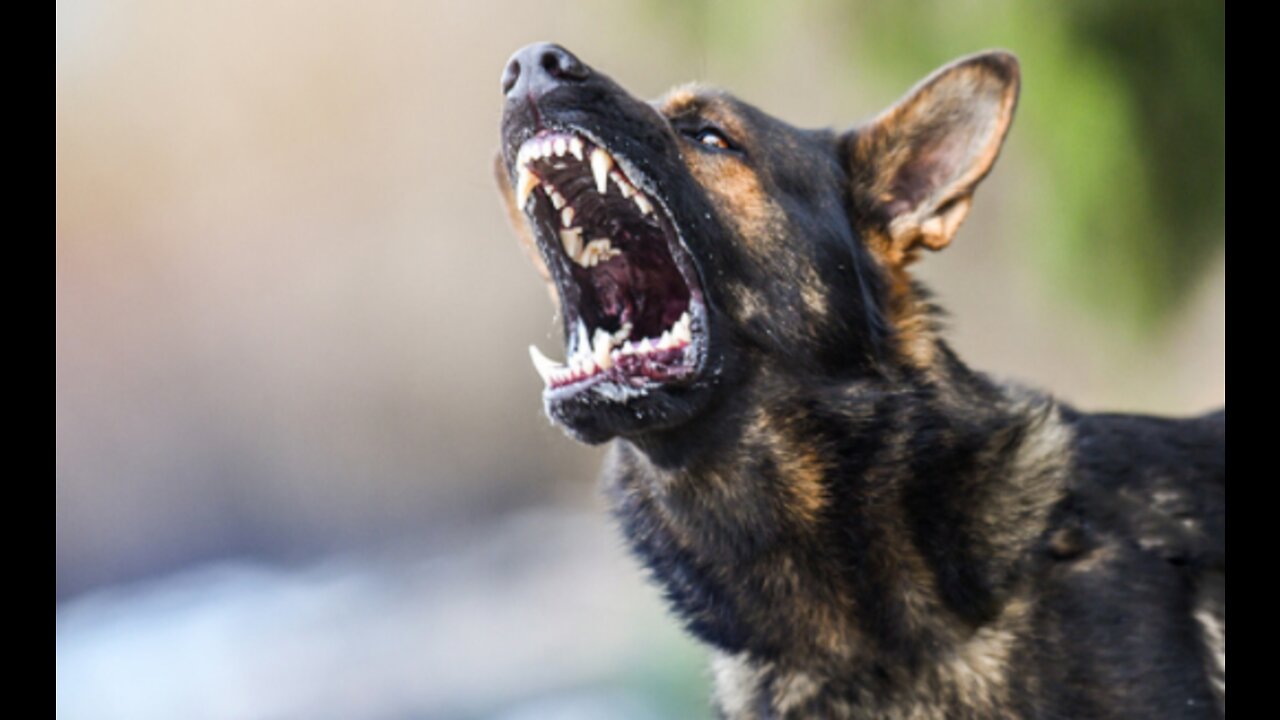 How To Make Dog Become Fully Aggressive With Few Simple Tips