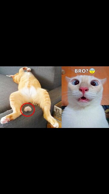 American funny cat 🐱