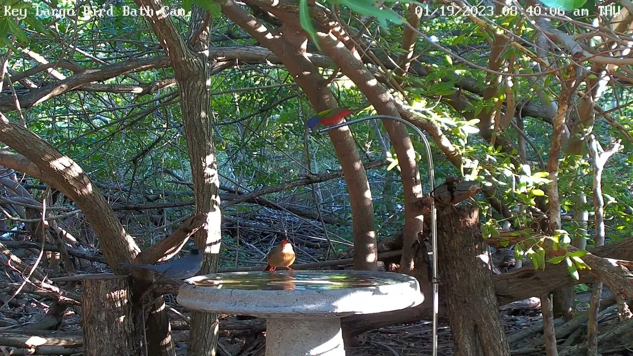 Key Largo - 4 species