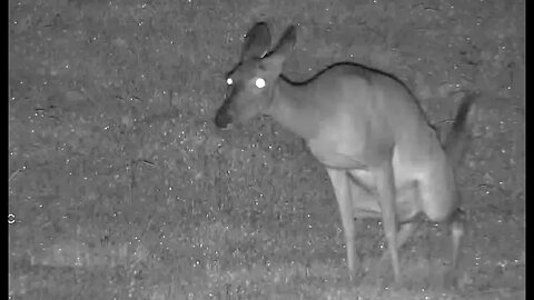 Deer by Streamie (streamie.co)