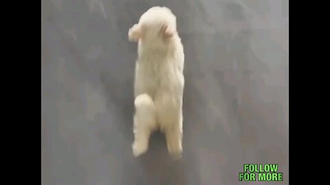 cute puppy real speed_run🐕🤣