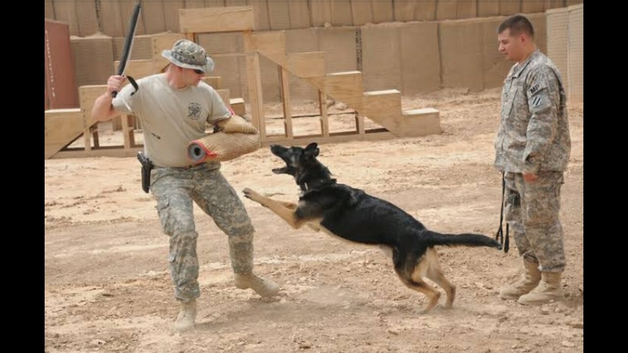 Military Working Dogs: Guardians of the Night