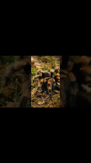 EVERBODY LOVES TARANTULAS 💚🕷