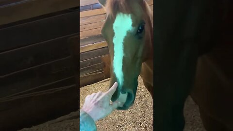 Lookalikes and a princess pony