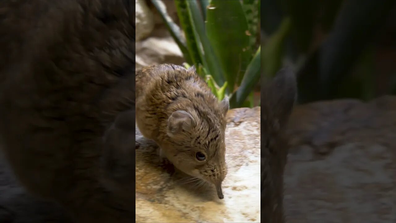 Cute and Strange Elephant Shrew #shorts #short